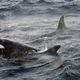 Deux orques ont été observées mi-juillet 2024 au large des côtes finistériennes.