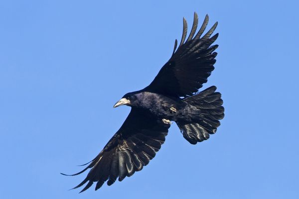 Moins de corvidés dans le ciel de Bellac(87)