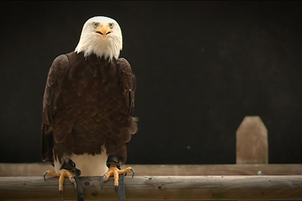 Aigle du spectacle de Château-Thierry