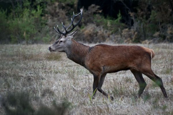 Chaque année, 2000 cerfs biches et faons sont prélevés dans le Médoc.