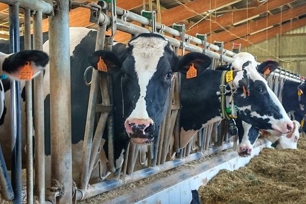 Élevage de vaches laitières. 