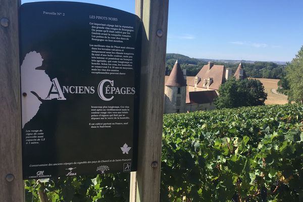 Le vignoble de Saint-Pourçain dans l’Allier a depuis 1995 un conservatoire des anciens cépages. 