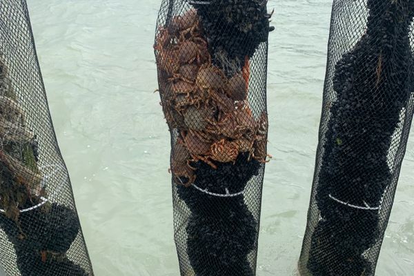 Des araignées de mer attaquent les moules sur la côte ouest du Cotentin.