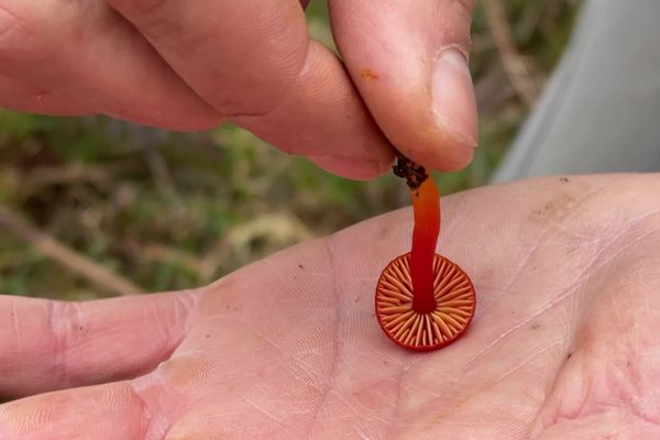 Dans la réserve du Pinail, près de Poitiers, l'observation des champignons est un indicateur de la qualité des sols.