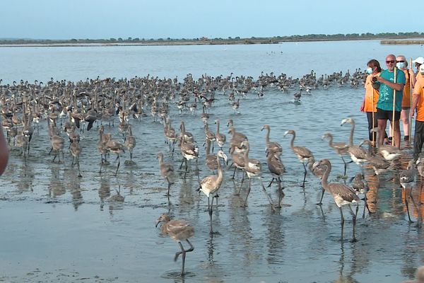 Gard - 600 bébés flamants roses ont été bagués aux Salins d'Aigues-Mortes ce mardi 3 août 2021.