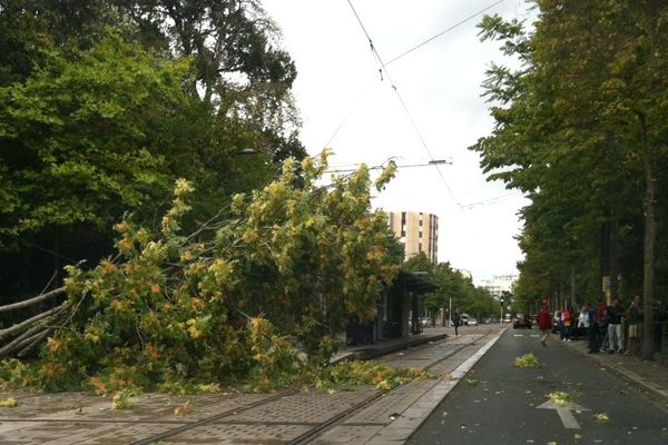 Un arbre s'est abattu sur la ligne A du tramway d'Orléans, lundi 24 août, en début d'après-midi.