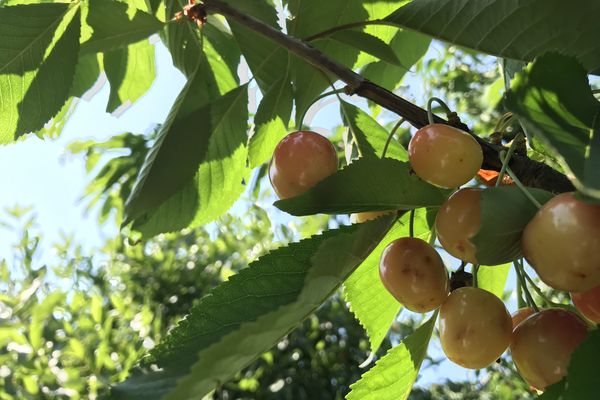 Encore un peu de soleil et les cerises du voisin seront bonnes à cueillir !