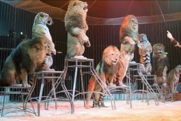 Dijon Le Conseil Municipal Se Prononce Sur L Interdiction Des Cirques Qui Exhibent Des Animaux