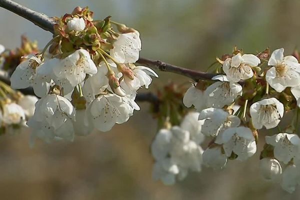 À Jussy dans l'Yonne le dimanche 14 avril 2019.