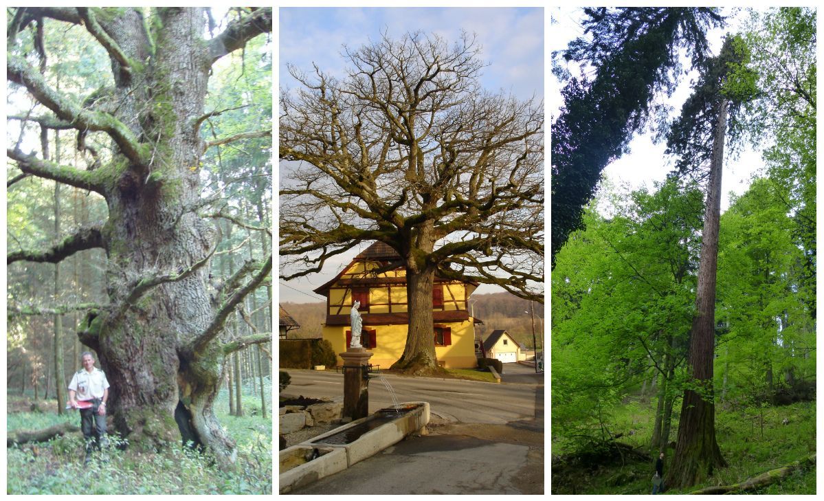 Carte Ils Sont Beaux Grands Et Venerables Decouvrez Les Arbres Remarquables D Alsace