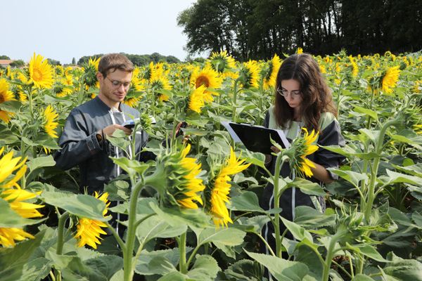 Elicit Plant développe des solutions pour faire face au manque d'eau sur les grandes cultures