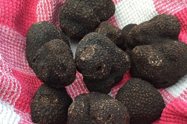 La truffe s'est vendue ce matin à 90€ les 100 grammes.