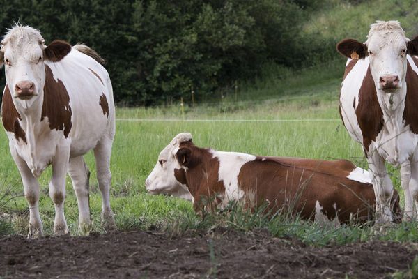 Belgique Une Vache Laitiere Depecee Et Decoupee Dans Une Pature