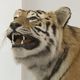 Le tigre naturalisé va intégrer les collections du Muséum-Aquarium de Nancy (Meurthe-et-Moselle).