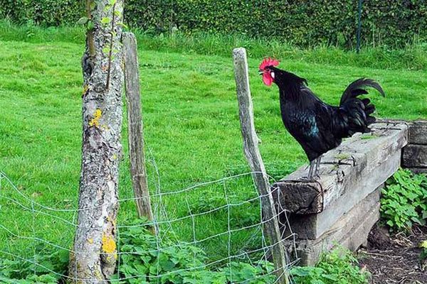 A tout seigneur, tout honneur, le coq de Pavilly