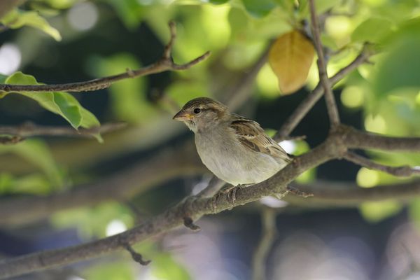 Les populations d'oiseaux ont reculé dans les campagnes, surtout en plaine.