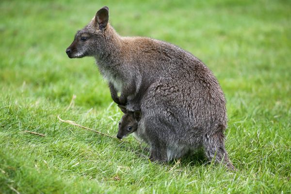 Le wallaby longe le parc animalier car "c'est chez lui", selon le propriétaire.