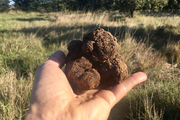 Malgré l'automne très pluvieux, la récolte de truffes s'annonce plutôt bonne.