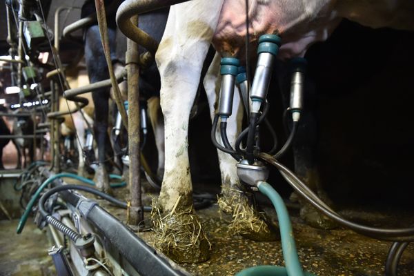 Un cas de brucellose bovine était suspecté depuis le 20 octobre dernier dans une exploitation de Haute-Savoie.