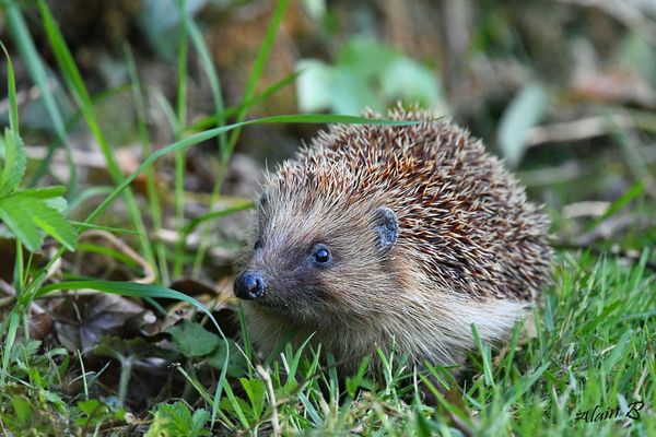 Le hérisson d'Europe présent dans les jardins normands a été reclassé "quasi menacé" d'extinction lors de la COP16, fin octobre 2024.