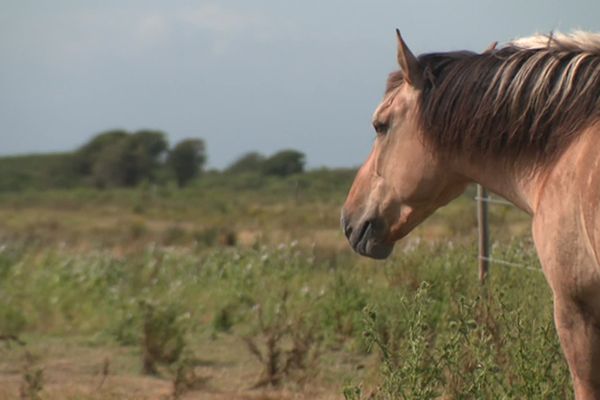 Un cheval Henson en Baie de Somme