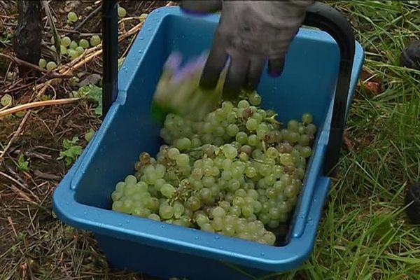 Début des vendanges dans le toulois