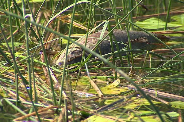 Tanche morte dans les eaux du lac Saint-Point