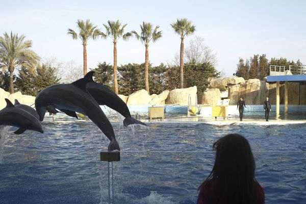 Marineland a rouvert il y a quelques jours après six mois de travaux consécutifs aux inondations meurtrières d'octobre dernier.