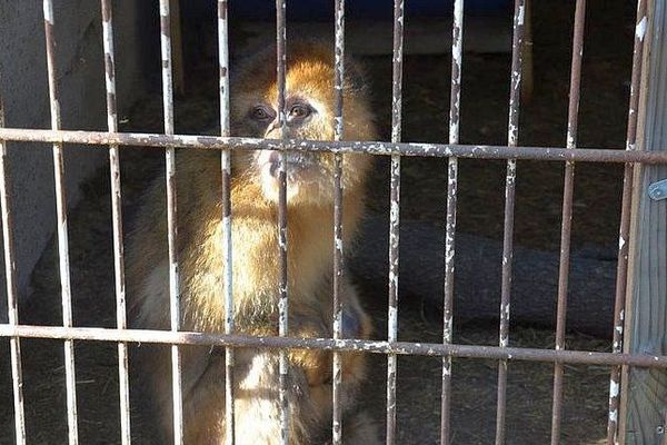 Béziers (Hérault) - Lola libérée par la police a été confiée à l'association 30 millions d'amis. Après une quarantaine, elle va être envoyée dans un sanctuaire animalier en Belgique, où elle vivra avec d'autres singes magots - 25 avril 2018.