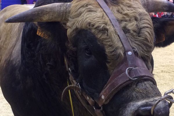 Imposant (c'est son nom), l'un des taureaux deux-sévriens présenté ce vendredi au concours général agricole de la race parthenaise au Salon de l'agriculture.