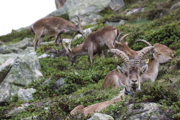 Sept années après le premier lâcher, les bouquetins ibériques sont désormais plus de 280 à évoluer sur les falaises du territoire.