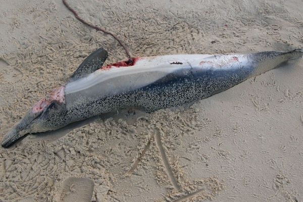 Un dauphin commun échoué récemment le 17/01/2019 retrouvé sur une plage de Biscarosse et photographié par un correspondant référent du réseau Pélagis, Réseau National d’Echouage