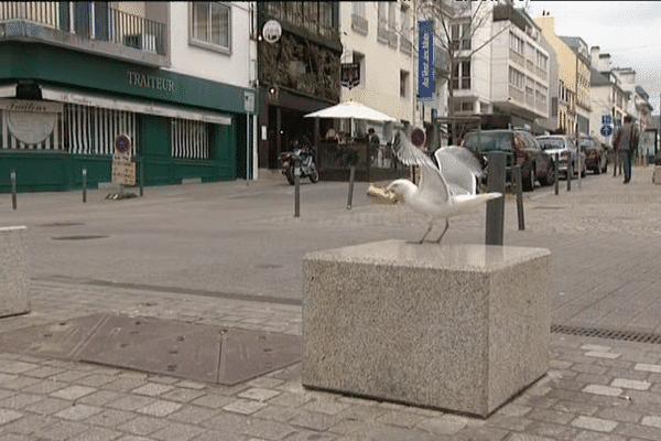 Dix secondes suffisent pour qu'un goéland repère un sandwich "abandonné"...