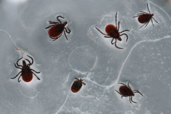 La maladie de Lyme ou "borréliose de Lyme" est une maladie infectieuse due à une bactérie appelée Borrelia burgdorferi, transmise par l'intermédiaire d'une piqûre de tique infecté.