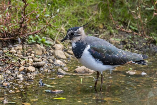 Le vanneau huppé les pattes dans l'eau.