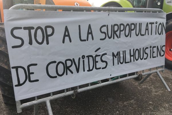 Les agriculteurs haut-rhinois réclament des mesures efficaces pour endiguer la prolifération des corvidés.