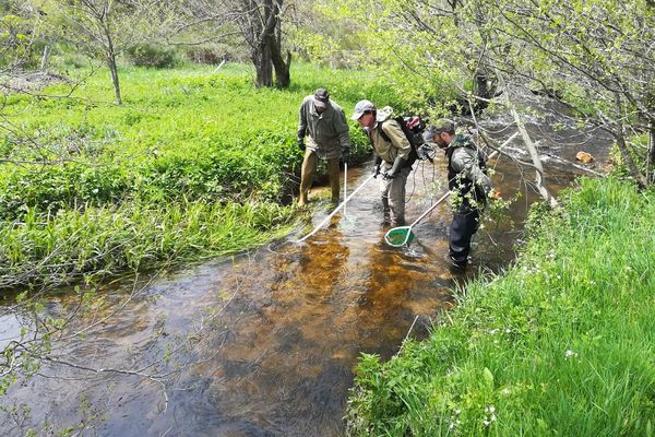 A Tence (Haute-Loire), un hydrobiologiste évalue les conséquences d'un déversement de lisier dans un cours d'eau. 