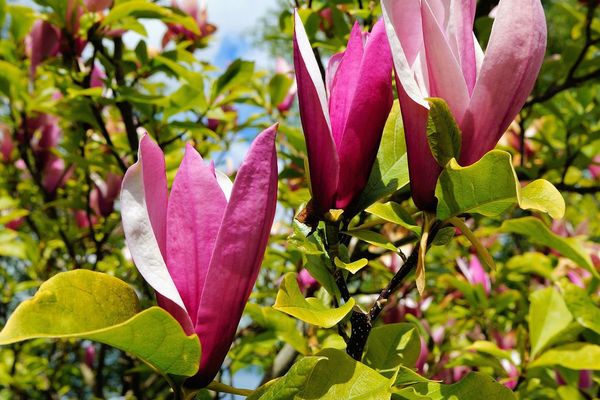 C'est la Saison du magnolia en fleurs !