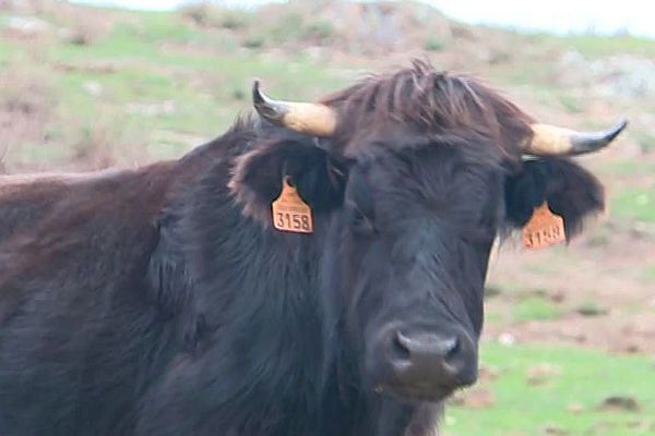 Une vache massanaise - avril 2018.