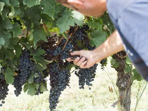 Serge Rizzetto, proprietaire du chateau la fregne, montre ses vignes, touchees par le mildiou, Castelviel, 17 aout 2023