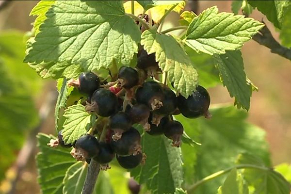 La culture du cassis pâtit de la canicule des derniers jours.