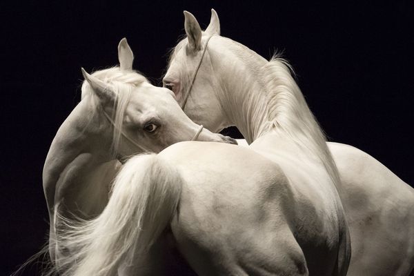 Ex Anima, une ode à la gloire du cheval sans cavaliers ni voltigeurs