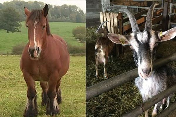 Cheval ardennais et chèvre de Lorraine