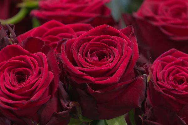 Les roses rouges sont les stars de la Saint-Valentin.