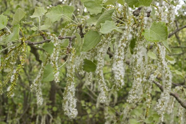 Le bouleau émet d pollen au printemps, ce qui peut occasionner une réaction allergique.