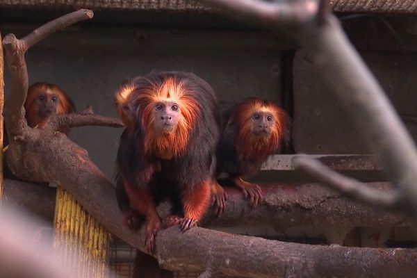 Une famille de tamarins lion à têtes dorées