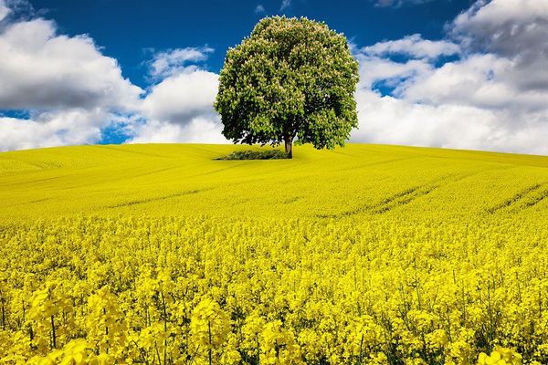 Printemps, champ de colza