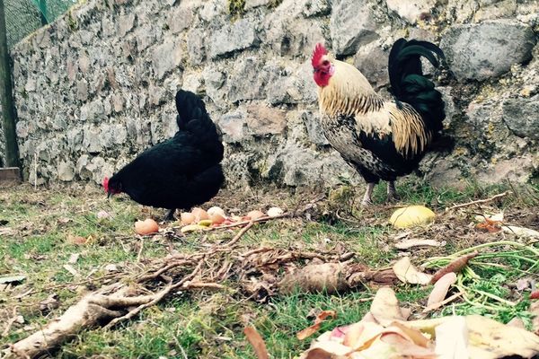 Un coq et une poule au service de l'environnement.