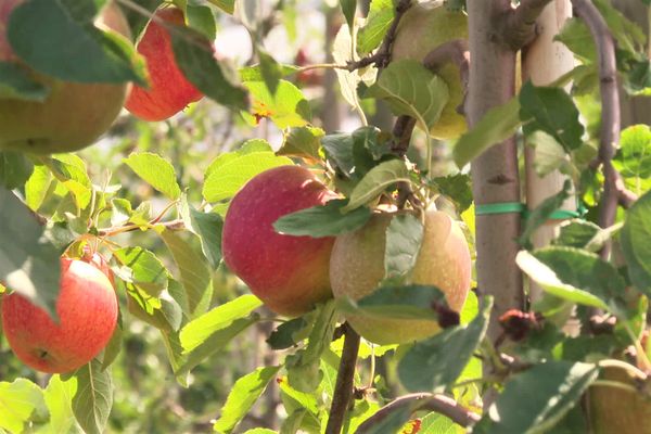 Les pommes d'un producteur à Brumath (Bas-Rhin)