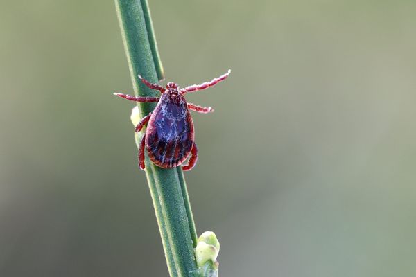 Outre la maladie de Lyme, la tique peut transmettre une forme d'encéphalite